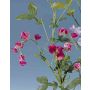 Künstlicher Lathyrus THALITA, rosa-pink, 105cm