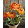 Ranunkel künstlich JOSEPHINA im Tontopf, orange, 30cm, Ø4-8cm