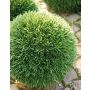 Unechte Schilfgras Kugel PANTHOS, Kunststoffgitter, Ø15cm