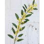Kunst Euphorbia fulgens FILIPPE mit Büten, gelb, 105cm