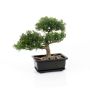 Kunstbonsai Zeder BIANCA mit Wurzeln, in Dekoschale, 20cm