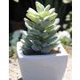 Künstlicher Pachyphytum oviferum ROBBIE, Keramiktopf, grün, 13cm