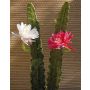 Künstlicher Kaktus Königin der Nacht DOMENICA, Blüte, weiß, 50cm