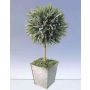 Kugelbaum im Metalltopf, 45cm hoch