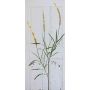 Kunst Lampenputzergras Zweig RONDA, Rispen, beige-grün, 180cm