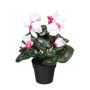 Deko Blume Alpenveilchen FOLKREN im Dekotopf, weiß-pink, 30cm