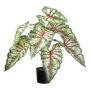 Deko Pflanze Caladium GRUSON, grün-rot, 65cm