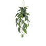 Dekopflanze Alocasia Sanderiana Blumenampel XEZOR, Dekotopf, grün-weiß, 80cm