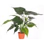 Künstliche Alocasia Cucullate AROA, grün, 50cm