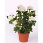 Kunstblume Rosenstrauch NICOLE im Dekotopf, creme, 20cm, Ø2-5cm