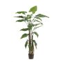 Künstliche Pflanze Alocasia Sanderiana ALBULA, grün, 180cm