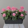 Künstliche Geranien FLOREANA im Blumenkasten, 3 Stück, hellrosa, 40x15x35cm