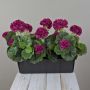 Künstliche Geranien FLOREANA im Blumenkasten, 3 Stück, burgunderrot, 40x15x35cm