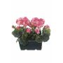 Künstliche Geranien FLOREANA im Blumenkasten, 2 Stück, dunkelrosa, 24x11x35cm