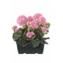 Künstliche Geranien FLOREANA im Blumenkasten, 2 Stück, hellrosa, 24x11x35cm