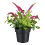 Kunstblume Ehrenpreis GRINTOL im Dekotopf, pink, 18cm