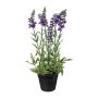 Dekoblume Lavendel KENSY im Dekotopf, violett, 30cm