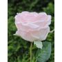 Künstliche Rose MARNUK, hellrosa, 60cm