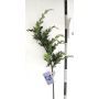 Deko Zweig Thuja STERNYN, grün, 85cm