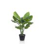 Fakepflanze Calathea Orbifolia CAPHOR, grün-grau, 70cm