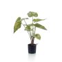 Kunst Pflanze Caladium YAWAR mit Wurzeln, grün-gelb, 60cm