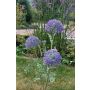 Künstlicher Zweig Zierlauch SMILJAN, lila-blau, 80cm, Ø6-7cm