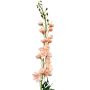 Unechte Blume Rittersporn RADUNIA, aprikose, 110cm, Ø2,5-7cm