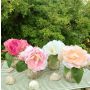 Künstlicher Blumenstrauß Pfingstrose VEIKO in Glasvase, aprikose-creme, 15cm
