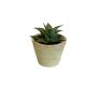 Künstliche Sukkulente Haworthia limifolia GLOFER im Terracottatopf, dunkelgrün, 13cm
