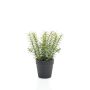 Künstliche Küchenkräuter Thymian WHOOPI im Dekotopf, grün, 22cm