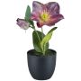 Künstliche Blume Christrose DENDY, Dekotopf, violett, 19cm