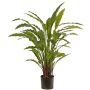 Dekopflanze Calathea Rufibarba LEINANI, grün, 80cm