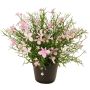 Dekoblume Fleißiges Lieschen GISINDA im Dekotopf, rosa-creme, 25cm