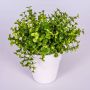Kräuter künstlich Eukalyptus JOSHUA im Keramiktopf, grün, 20cm, Ø17cm