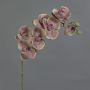 Künstliche Phalaenopsis Orchidee LARDUEN, violett-grün, 75cm, Ø10cm