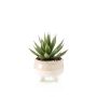 Künstliche Sukkulente Drachenbaum-Agave NORSHU im Dekotopf, grün-rot, 20cm
