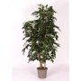 Kunst Ficus Benjamini CASILDA, Naturstämme, grün, 175cm - Made in Italy