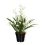 Kunstblume Oncidium Orchidee GLIMBAR, Wurzeln, weiß-grün, 60cm