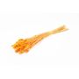Getrocknetes Kanariengras BRAGILA im Bund, orange, 50-75cm, Ø12cm