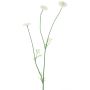 Dekoblumen Zweig Bellis NIKSA, creme, 55cm