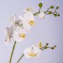 Phalaenopsis Orchideezweig künstlich LAHNA, weiß, 95cm, Ø5-10cm