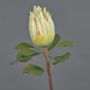 Unechte Protea SHUHUI, creme-rosa, 60cm, Ø8cm