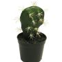 Künstlicher Säulenkaktus RUOFEI, grün, 16cm