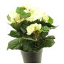 Künstliche Blume Begonie HETIAN im Dekotopf, creme, 25cm