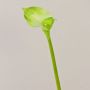 Künstliche Calla MARIOLA, grün, 80cm, 8x15cm