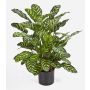 Künstliche Calathea Makoyana BADU, grün-gelb, 80cm