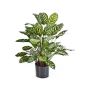 Künstliche Calathea Makoyana BADU, grün-gelb, 80cm