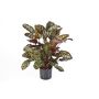 Künstliche Calathea Makoyana BIJAN, grün-rot, 80cm