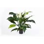 Spathiphyllum Kunstpflanze ABBY mit Blüten, weiß, 75cm