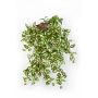 Kunstpflanze Tradescantia Zebrina KATYINA, Steckstab, grün-rot, 50cm